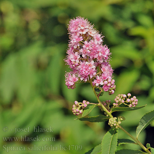 Tavolník vrbolistý 穂咲下野 Bridewort spiraea Weiden Spierstrauch