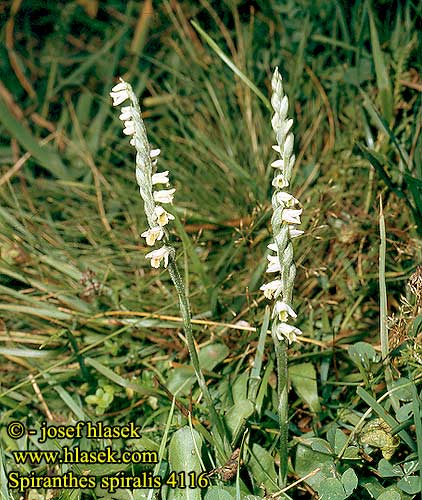 Spiranthes spiralis Neottia Švihlík krutiklas Autumn lady's-tresses