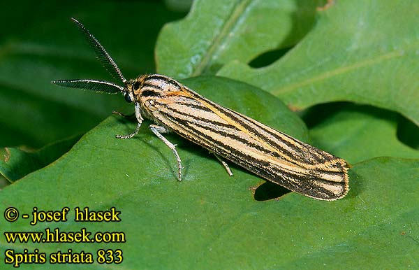 Spiris striata Feathered Footman Stribet Hedespinder Ecaille striée Geel