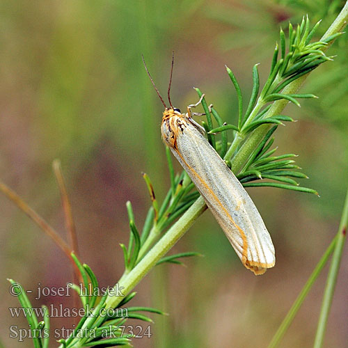 Pstrokówka kreskówka Feathered Footman Stribet Hedespinder Ecaille striée