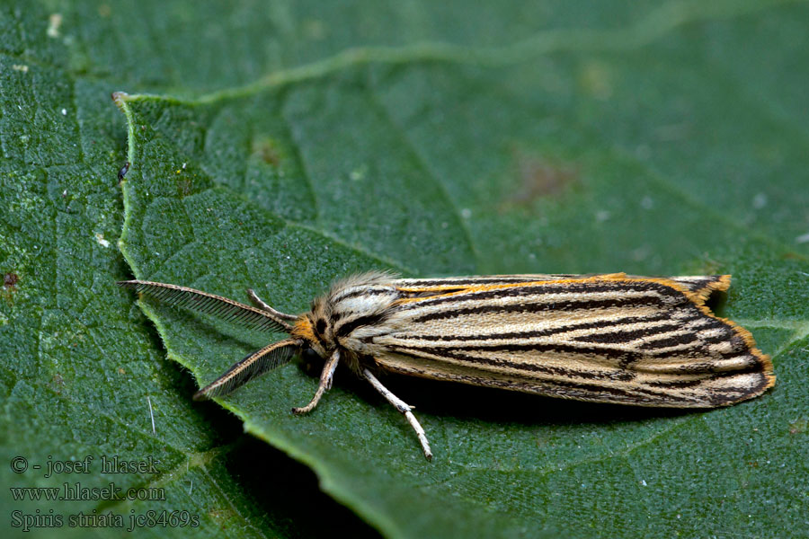 Spiris striata