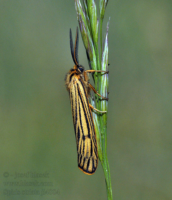 Spiris striata