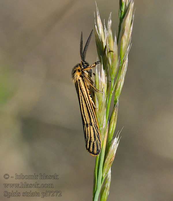 Spiris striata