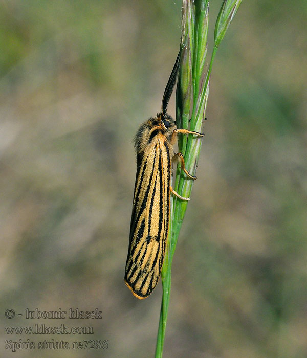 Spiris striata