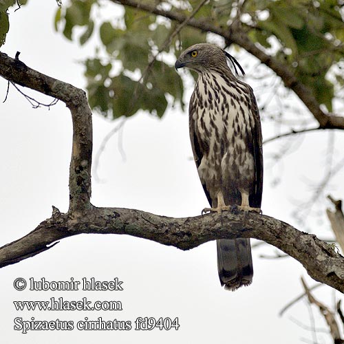 Spizaetus cirrhatus Changeable Hawk-Eagle Orel proměnlivý Haubenadler Águila-azor Variable Aigle huppé Aquilastore variabile カワリクマタカ Indische Kuifarend Wojownik indyjski Diều đầu nâu เหยี่ยวต่างสี Orol viactvarý Изменчивый орёл Burung Lang Hindek Helang Elang brontok Lysbuget Høgeørn