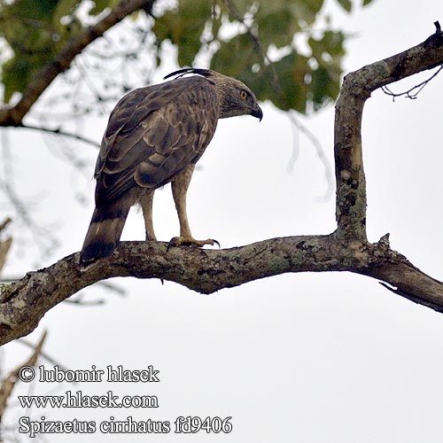 Haubenadler Águila-azor Variable Aigle huppé Aquilastore variabile カワリクマタカ Indische Kuifarend Wojownik indyjski Diều đầu nâu เหยี่ยวต่างสี Orol viactvarý Изменчивый орёл Burung Lang Hindek Helang Elang brontok Lysbuget Høgeørn Spizaetus cirrhatus Changeable Hawk-Eagle Orel proměnlivý