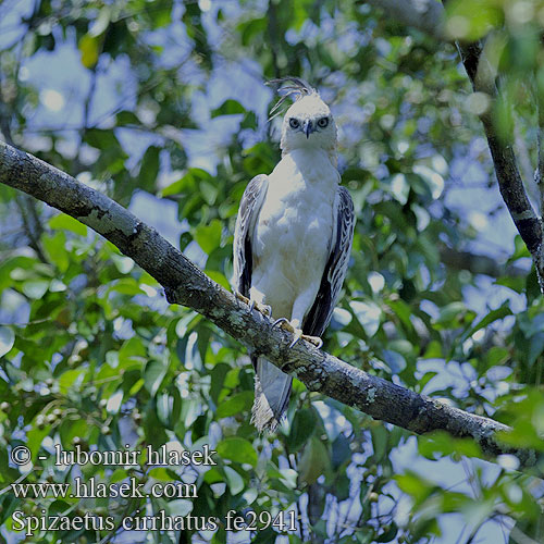 Spizaetus cirrhatus fe2941