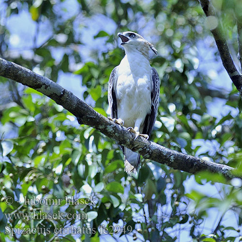 Spizaetus cirrhatus fe2949