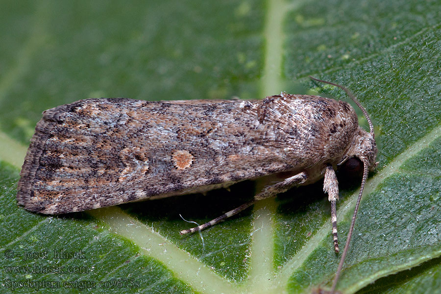 Spodoptera exigua Blýskavka červivcová Knöterich-Seidenglanzeule