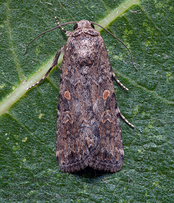 Spodoptera exigua Small Mottled Willow Sivkavec stavikrvový