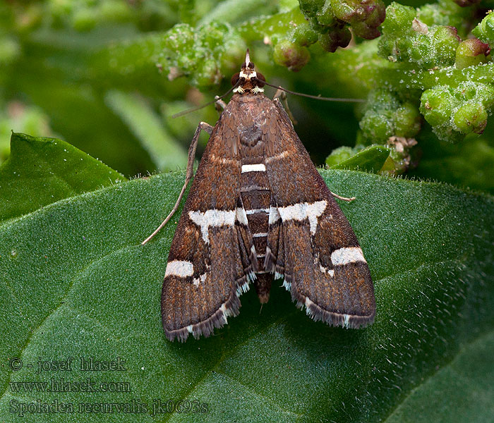 Spoladea recurvalis Beet Webworm Moth Spinaziemot