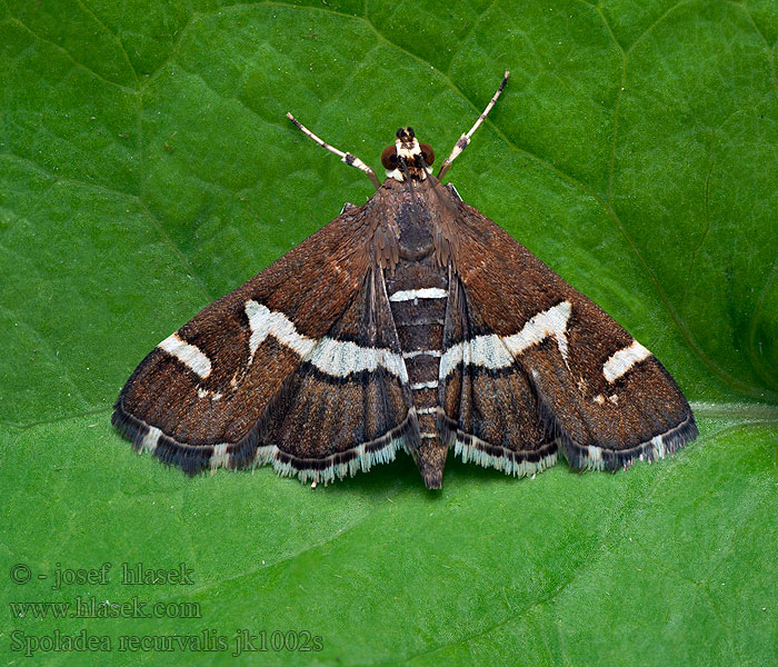 Spoladea recurvalis Beet Webworm Moth Spinaziemot