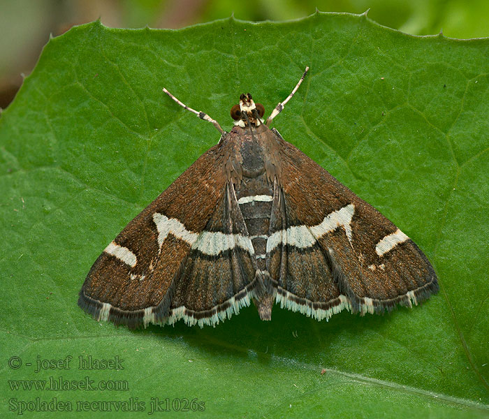 Spoladea recurvalis Beet Webworm Moth Spinaziemot