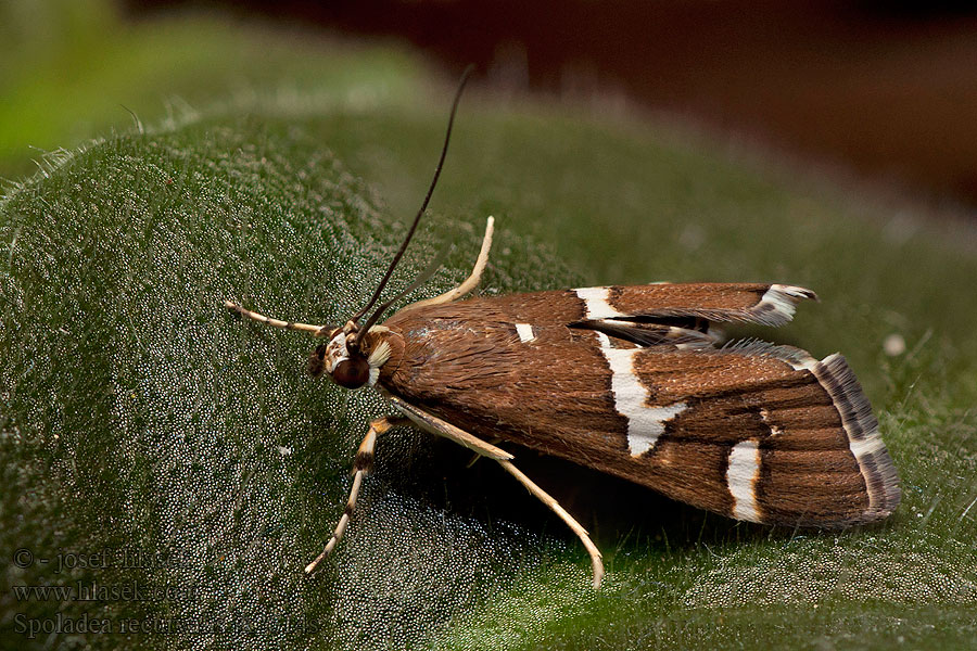 Spoladea recurvalis Beet Webworm Moth Spinaziemot