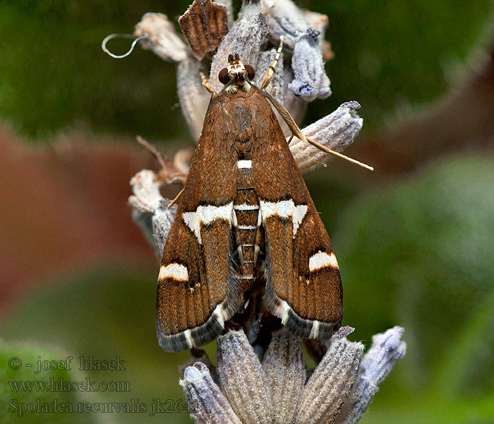 Spoladea recurvalis Beet Webworm Moth Spinaziemot