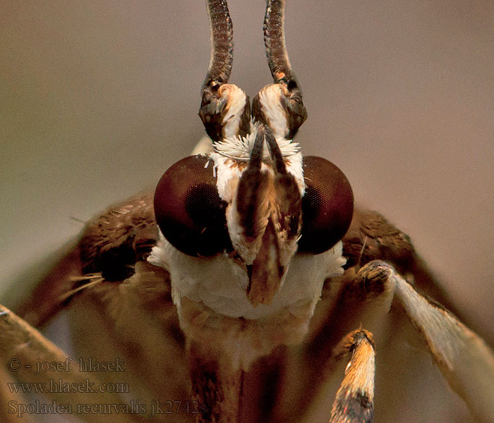 Spoladea recurvalis Beet Webworm Moth Spinaziemot