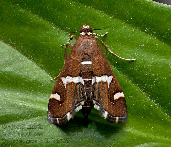 Spoladea recurvalis Beet Webworm Moth Spinaziemot