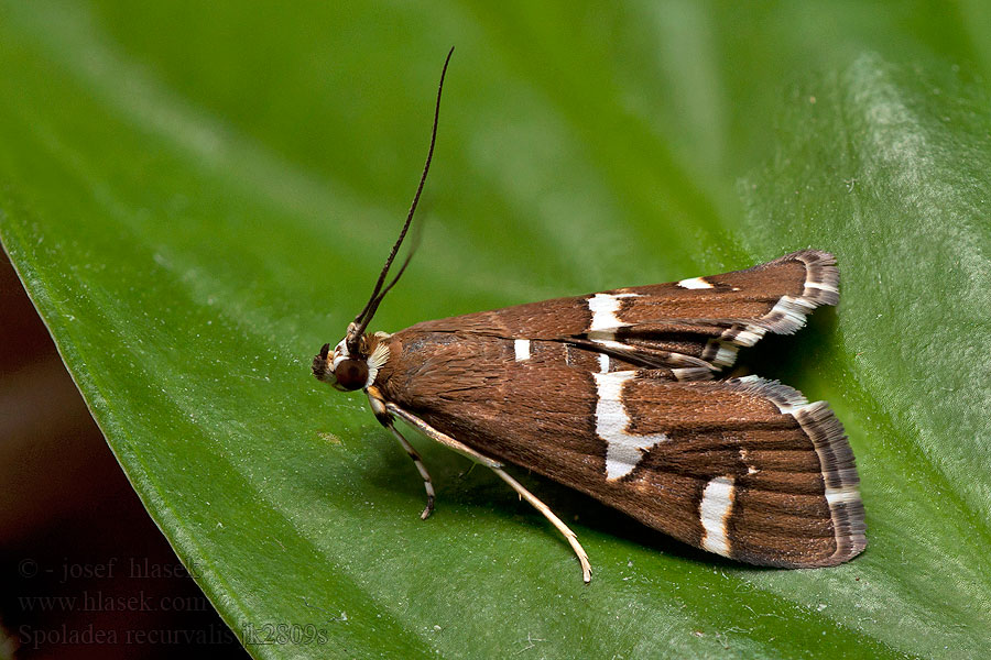 Spoladea recurvalis Beet Webworm Moth Spinaziemot