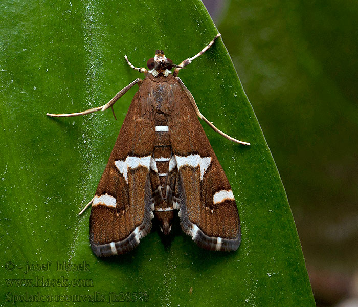 Spoladea recurvalis Beet Webworm Moth Spinaziemot