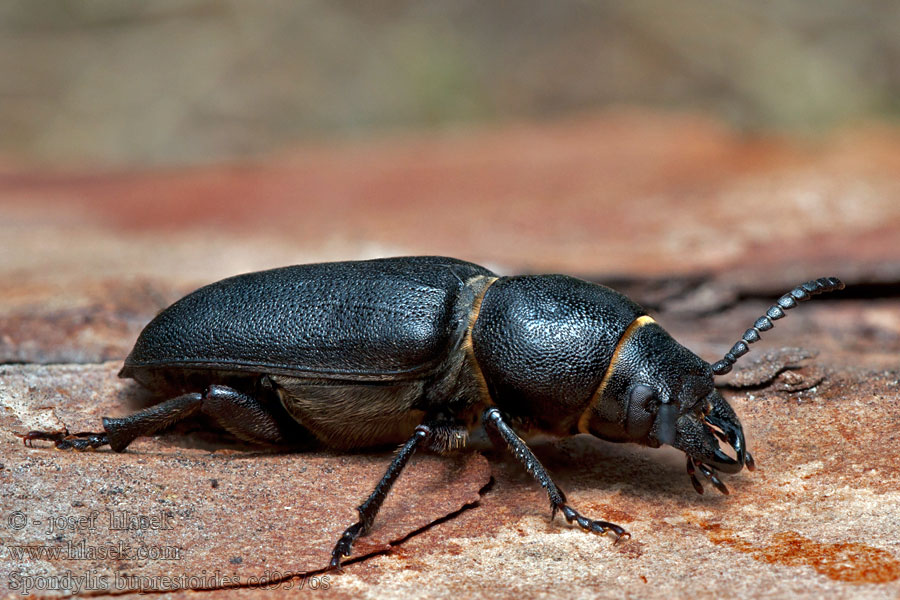 Tesařík borový Waldbock Spondylis buprestoides