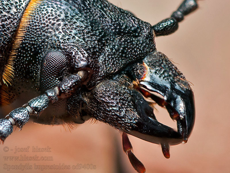 Короткоусый усач Bitbock Trebiter Spondylis buprestoides