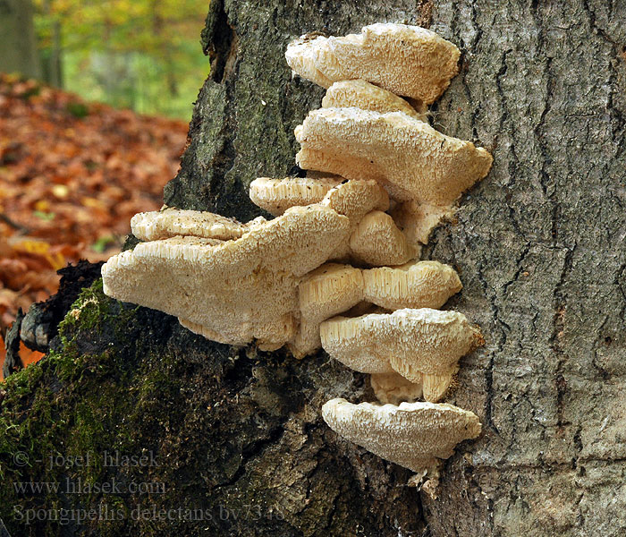 Spongipellis delectans Sarcodontia Plstnatec bukový