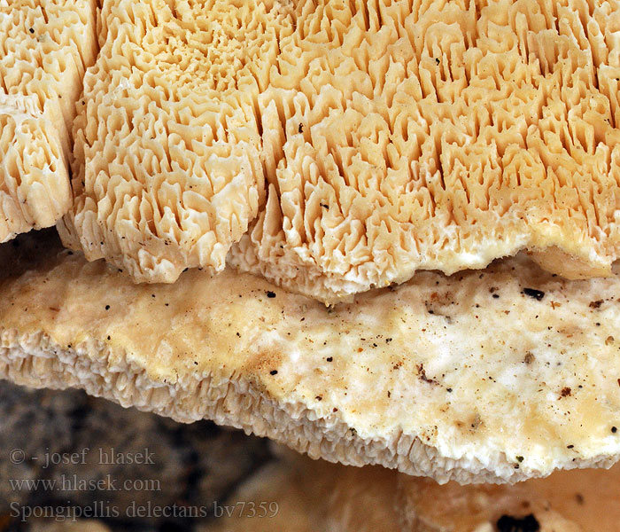 Spongipellis delectans Sarcodontia Labyrint-kødporesvamp