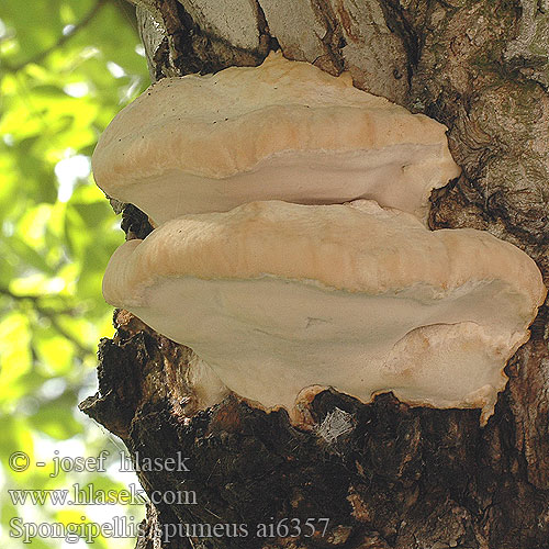 Spongipellis spumeus Polyporus Plstnatec pěnový Putlioji odapintė Penovec obyčajný Skumagtig kødporesvamp Kartanokääpä Sponzige kaaszwam Laubholz-Schwammporling Skumkjuke Gąbczak piankowy Спонгипеллис пенообразный Skumticka