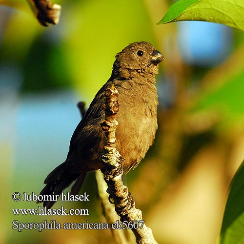 Sporophila americana Wing-barred Seedeater Kněžík páskovaný Wechselpfäffchen Broget Klerkefinke Espiguero Chocoano variable Corbatita Sepelsirkkunen Sporophile ailes blanches Beccasemi variabile カワリヒメウソ Bont Dikbekje Ziarnojadek plamoskrzydly Gola Coleira Pintada Изменчивая вьюрковая овсянка