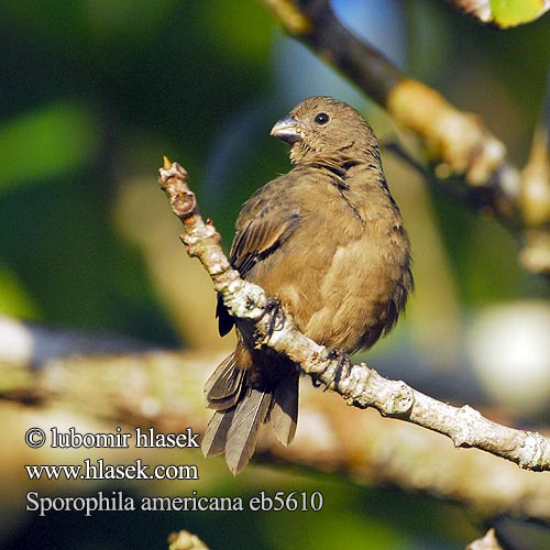 Sporophila americana eb5610