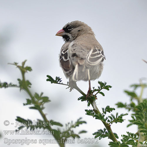 Sporopipes squamifrons Scaly Weaver Baardmannetjie Letsetsenkana Thaga Astrildovec vousatý Schnurrbärtchen Skægfinkevæver Tejedor Escamoso Suomuotsakutoja Sporopipe squameux Tessitore squamoso キクスズメ Baardmanwever Luskoglowik rdzawoszyi Tecelão-de-testa-malhada Skjeggfink Tкачик усатый