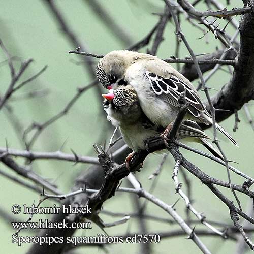 Tessitore squamoso キクスズメ Baardmanwever Luskoglowik rdzawoszyi Tecelão-de-testa-malhada Skjeggfink Tкачик усатый Sporopipes squamifrons Scaly Weaver Baardmannetjie Letsetsenkana Thaga Astrildovec vousatý Schnurrbärtchen Skægfinkevæver Tejedor Escamoso Suomuotsakutoja Sporopipe squameux