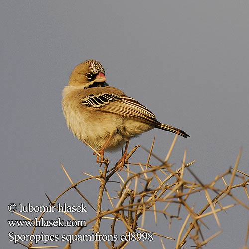 Luskoglowik rdzawoszyi Tecelão-de-testa-malhada Skjeggfink Tкачик усатый Sporopipes squamifrons Scaly Weaver Baardmannetjie Letsetsenkana Thaga Astrildovec vousatý Schnurrbärtchen Skægfinkevæver Tejedor Escamoso Suomuotsakutoja Sporopipe squameux Tessitore squamoso キクスズメ Baardmanwever