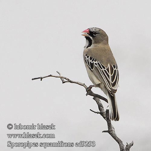 Sporopipes squamifrons ed9293