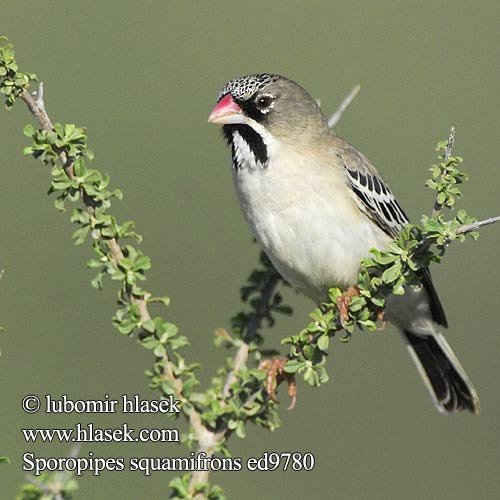 Sporopipes squamifrons ed9780