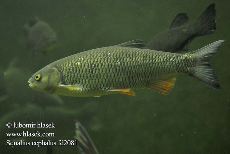 Squalius cephalus fd2081