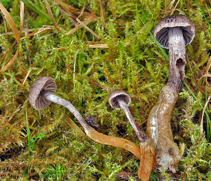 Squamanita contortipes Glad dikpootje Slät knölfoting