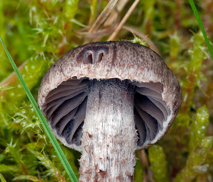 Squamanita contortipes Glad dikpootje