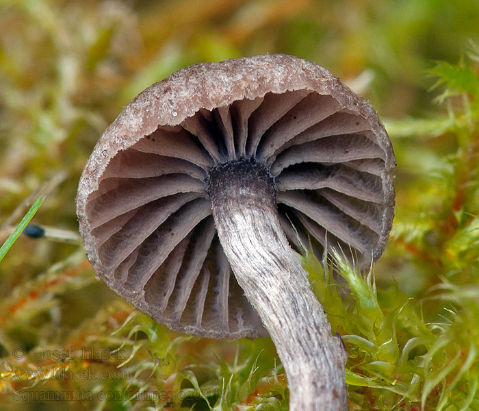 Squamanita contortipes Glad dikpootje