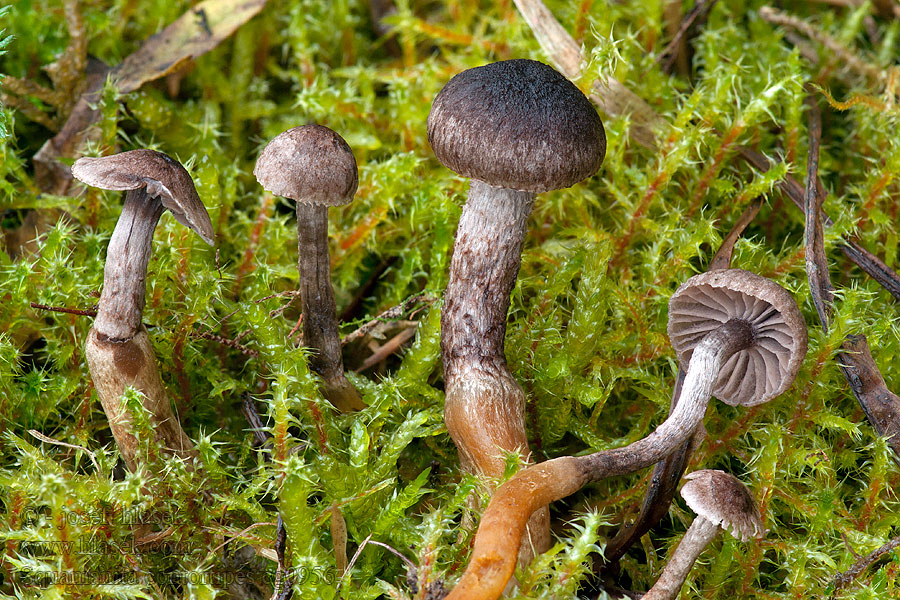 Glad dikpootje Slät knölfoting Squamanita contortipes