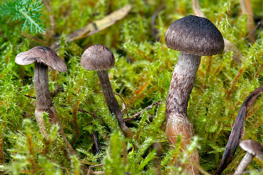 Glad dikpootje Squamanita contortipes