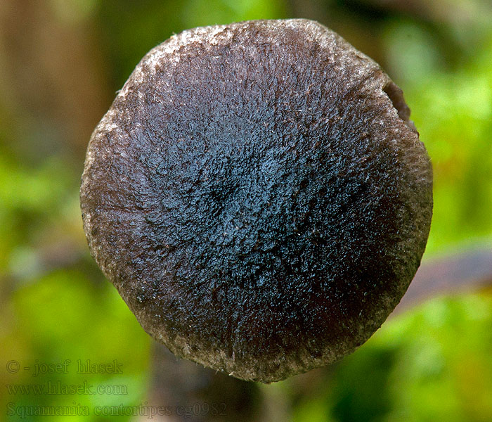 Slät knölfoting Squamanita contortipes