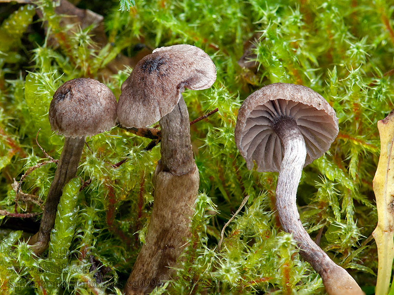 Příživnice Squamanita contortipes