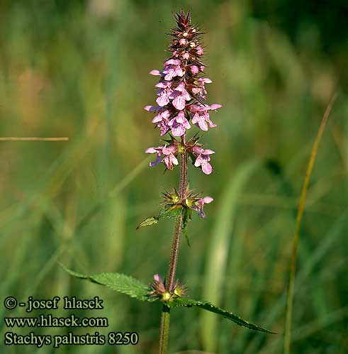 Stachys palustris Čistec bahenní Sumpf-Ziest Marsh Woundwort Swamp