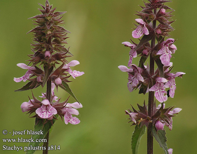 Stachys palustris Åkersvinerot Чистец болотный 沼生水苏