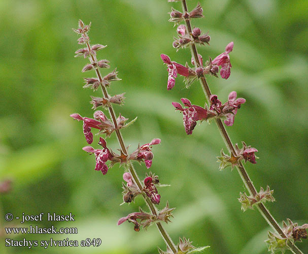 Stachys sylvatica Épiaire bois Bosandoorn Czyściec leśny