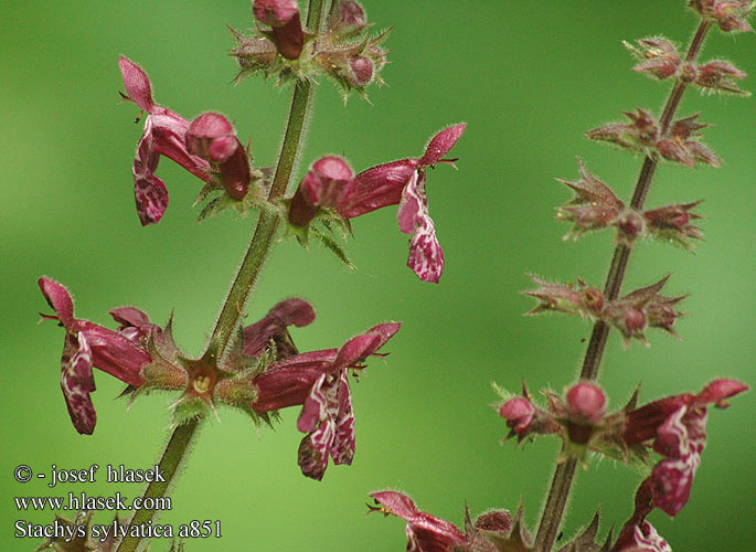 Hedge Woundwort Lehtopähkämö metsäpähkämö Wald-Ziest Czyciec leny