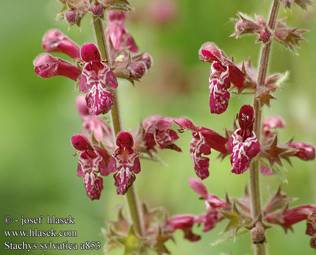 Stachys sylvatica Чисте́ц лесно́й Čistec lesní Ortiga hedionda