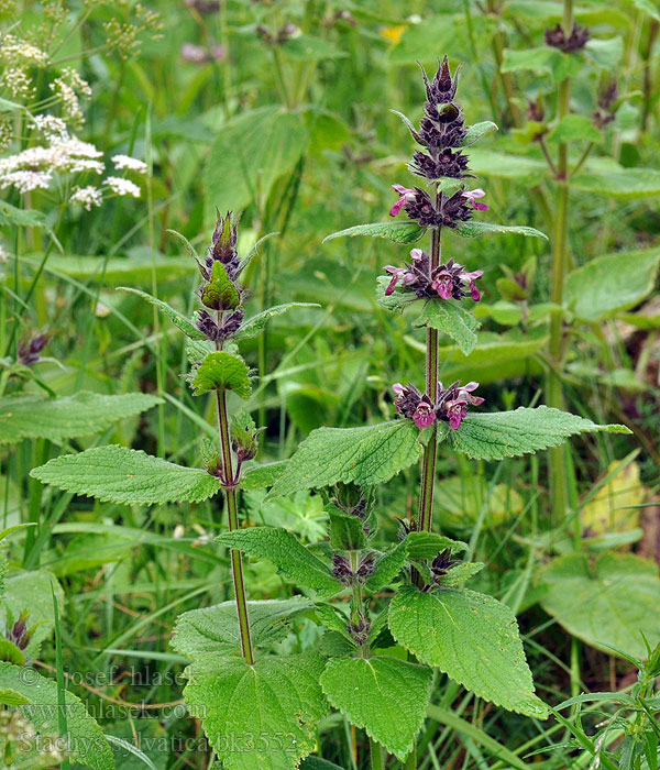 Stachys sylvatica Stinksyska Stachys silvatica Чисте́ц лесно́й