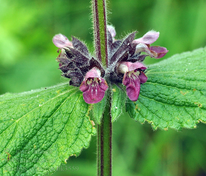 Stachys sylvatica Čistec lesní Ortiga hedionda Stinksyska